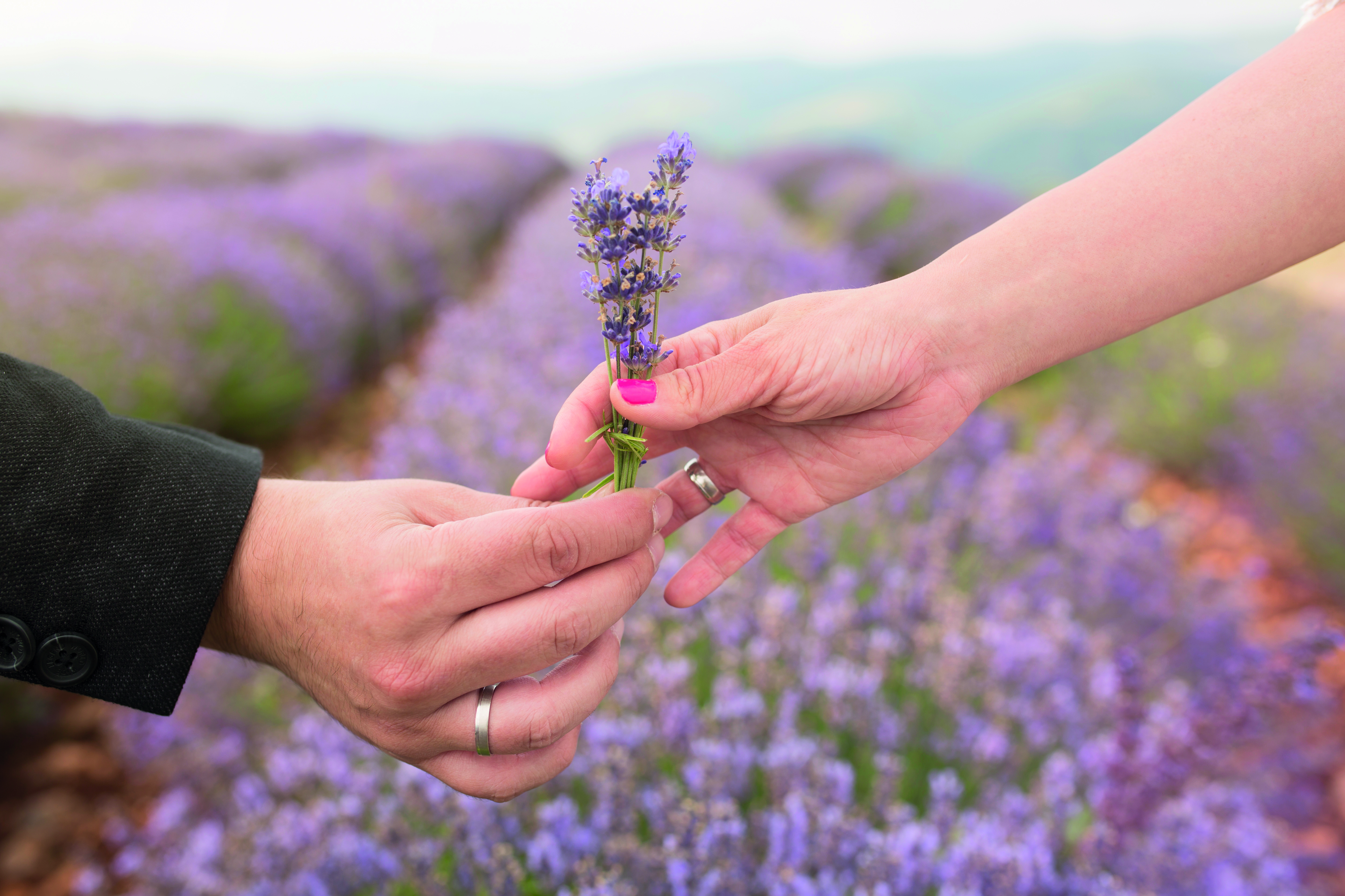 Lavendel, Zirbe & Co - Duftpflanzen für Ruhe, Entspannung und erholsamen Schlaf
